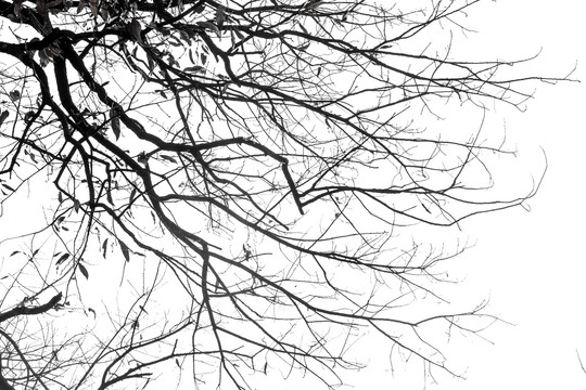 黑白枯枝树枝装饰画