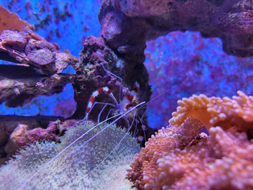 珊瑚与虾