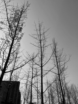黑白树枝