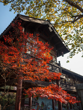 中式建筑前红枫树