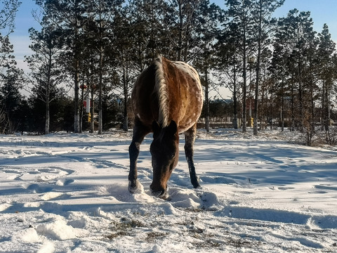 马雪地刨食