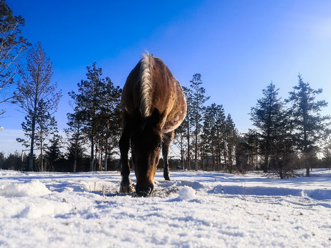 冬季雪地马