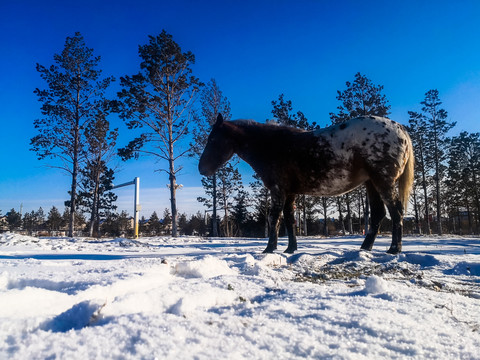 雪地一匹马