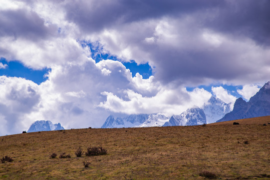 高山草场