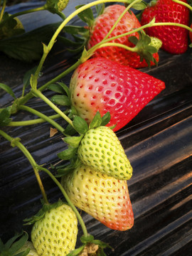 一堆鲜草莓