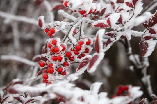 雪中的红野果