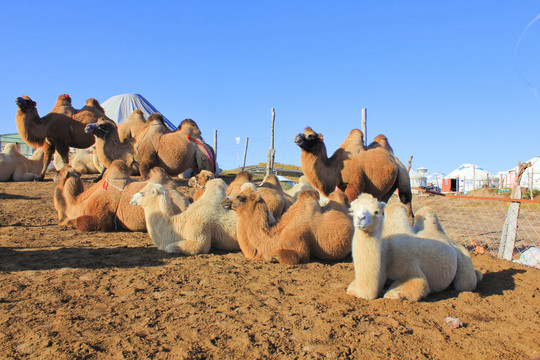 内蒙古秋天的草原骆驼休息的动物