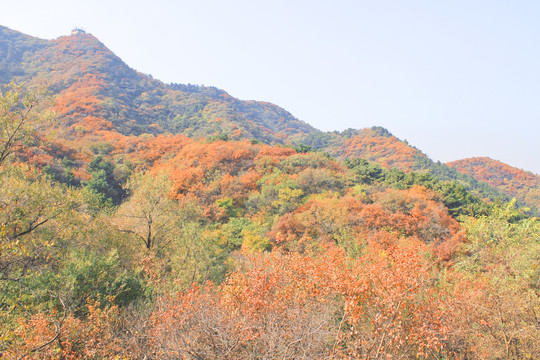 秋天长城的风景长城的秋色红叶