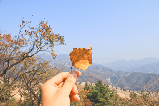 秋天长城的风景长城的秋色红叶