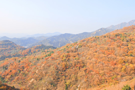 秋天长城的风景长城的秋色红叶