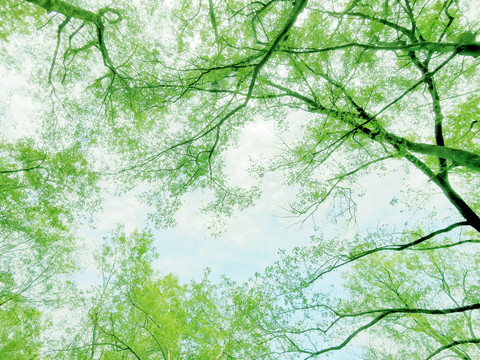 天空绿树背景