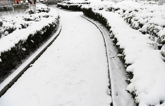 公园内被白雪覆盖的小路