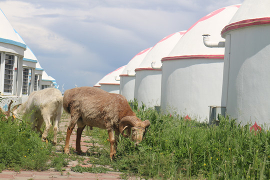 内蒙古辉腾锡勒大草原上的羊群