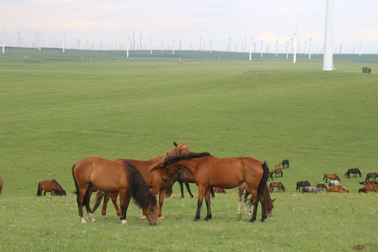 辉腾锡勒大草原上的马群