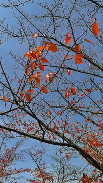 秋天的红树叶