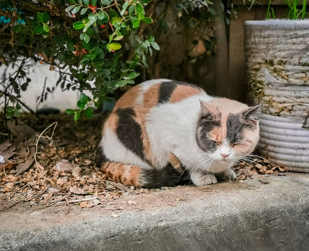 猫猫