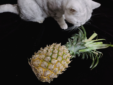 菠萝和猫