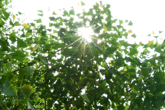 阳光与绿树