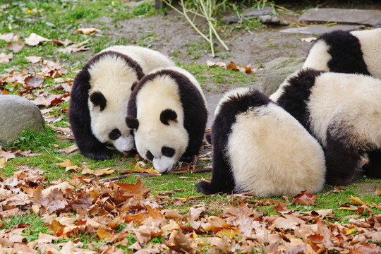 吃竹笋的熊猫宝宝