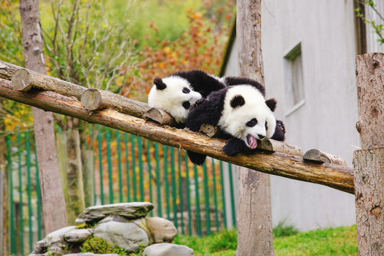 大熊猫宝宝