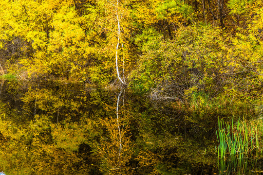 秋季水边树林倒影