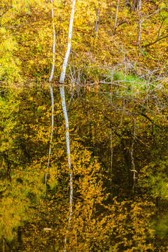 河流水边秋季树林