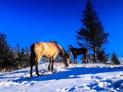 雪地里两匹马
