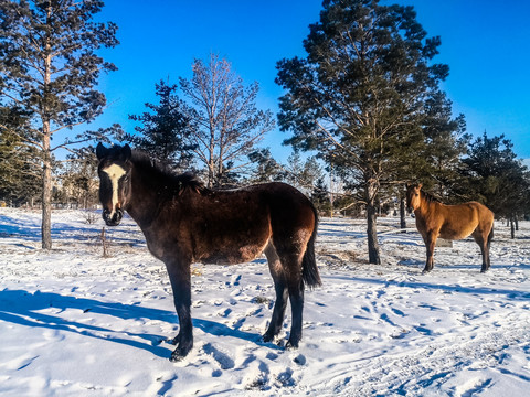 冬季雪地两匹马