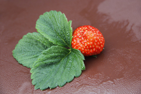 草莓草莓叶