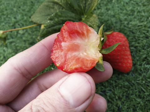 拍摄好吃鲜草莓