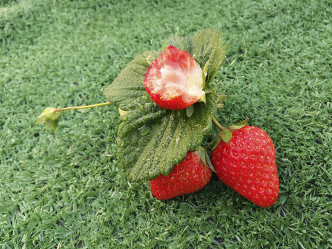 拍摄酸甜鲜草莓