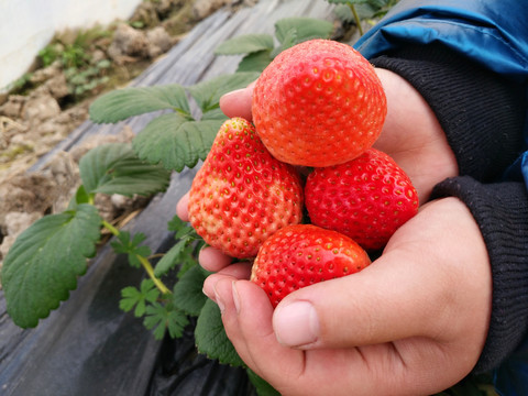 采摘园草莓