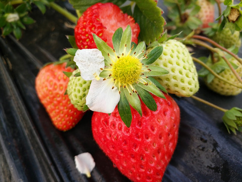草莓花草莓