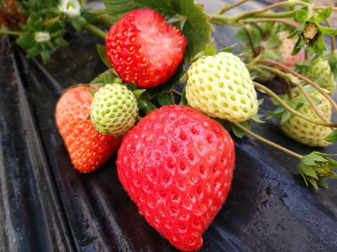 草莓拍摄果园