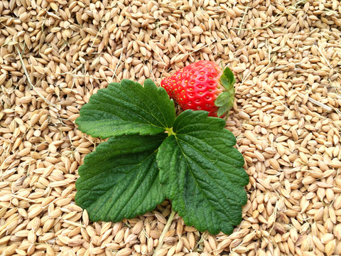 稻谷草莓