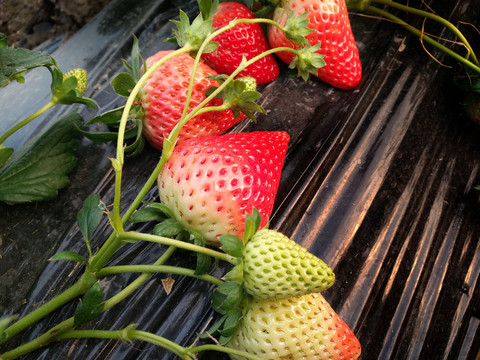 藤上草莓