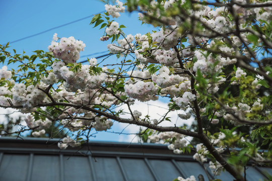 樱花