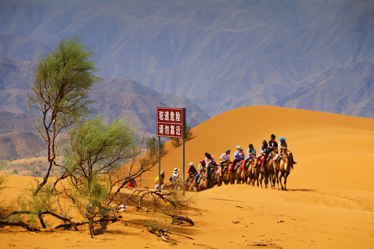 沙漠骑骆驼中卫沙坡头