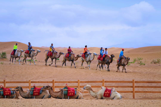 沙漠骑骆驼中卫沙坡头