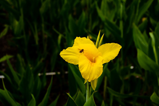 黄色美人蕉花