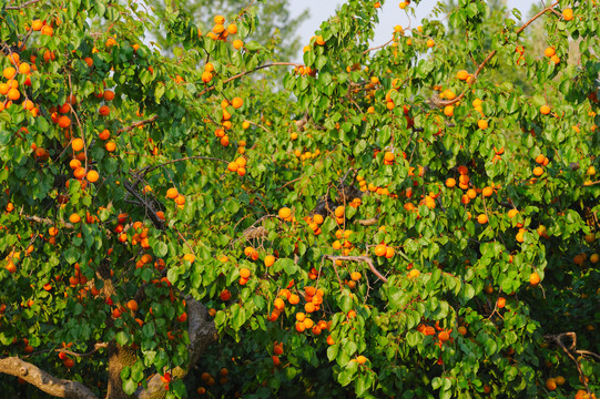杏树结满杏
