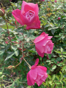 月季花
