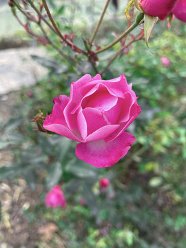 月季花