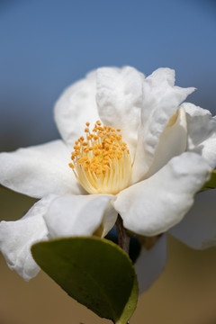 茶花茶树