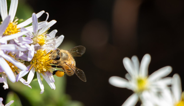 蜜蜂采蜜小花朵