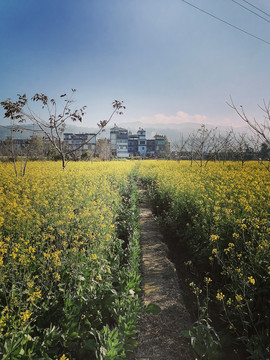 油菜花田野