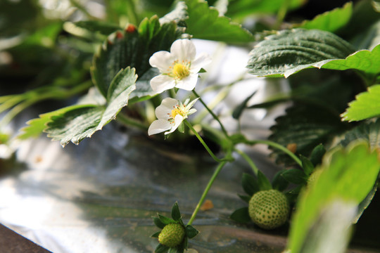 蔬菜种植