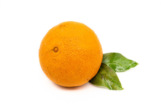 爱媛橙
