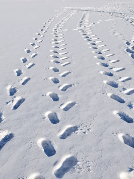 雪地印痕