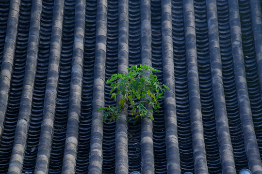 老建筑屋顶上的绿植